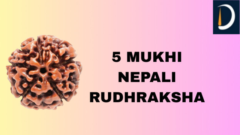 The Spiritual and Healing Power of 5 Mukhi Nepali Rudraksha