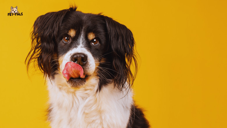 Choosing the Right Dog Breed for Your Lifestyle