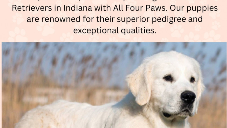 European Champion English Golden Retrievers in Michigan, Chicago, Florida – AKC Breeder in Indiana