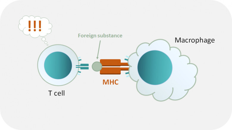 Major Histocompatibility Complex Market Analysis Stunning Growth To 2033