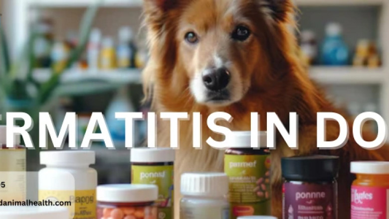 Dermatitis in Dogs