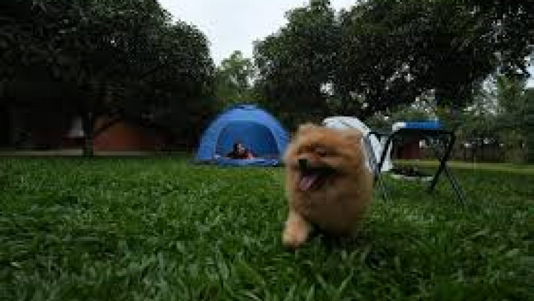 Pet-Friendly Fun for the Whole Family