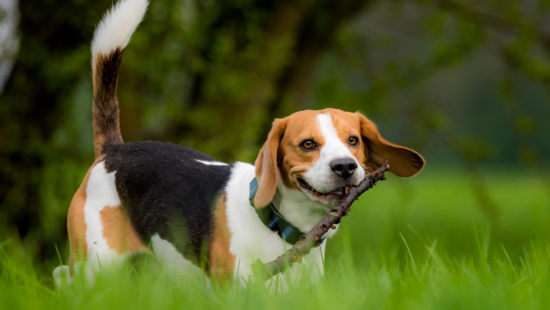 Beagle Breed Guide