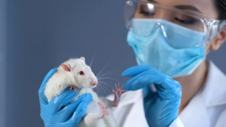 Companion Animals Drug Market Forecast: Trends, Advancements, and Future Prospects for Veterinary Drugs