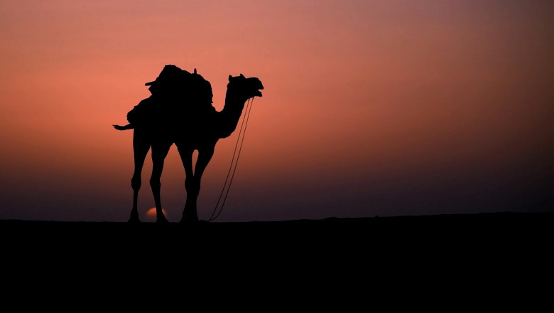Best Camel Safari in Jaisalmer