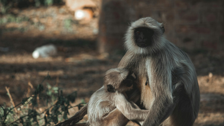 Golden Triangle Tour 8 Days With Bharatpur & Sariska