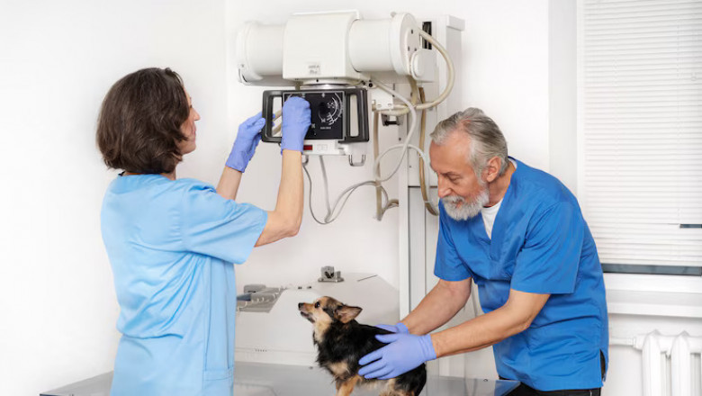 Meet Cleveland's Premier Veterinary Imaging Specialists