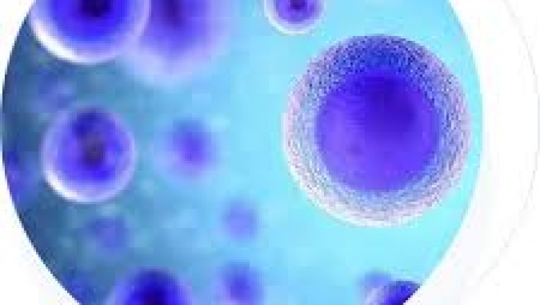 Immune Cell Storage Market Share Development Scenario To 2033