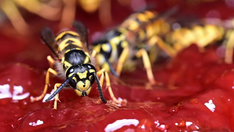 Interesting Facts About Wasps UK