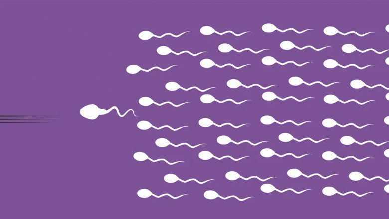 The Basics Of Men Sperm | Definition, Formation, Structure