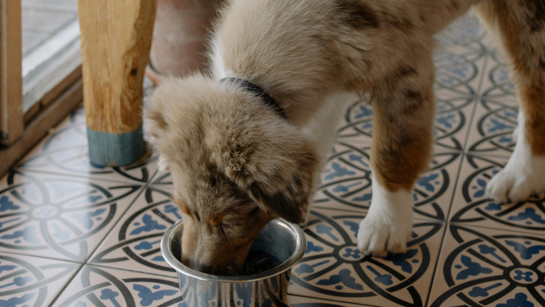 The Best Dog Foods for Your Furry Friend: A Guide to Healthy Dog Diets