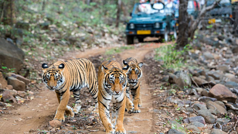 Top Indian Wildlife Tours to Explore Nature in 2025