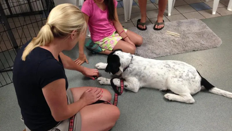 Trusted Dog Daycare in Providence – Safe, Fun, and Enriching