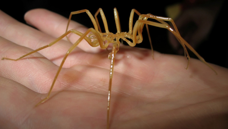 How to Get Over Fear of Bugs | Philadelphia Hypnotherapy Clinic | Dr Tsan