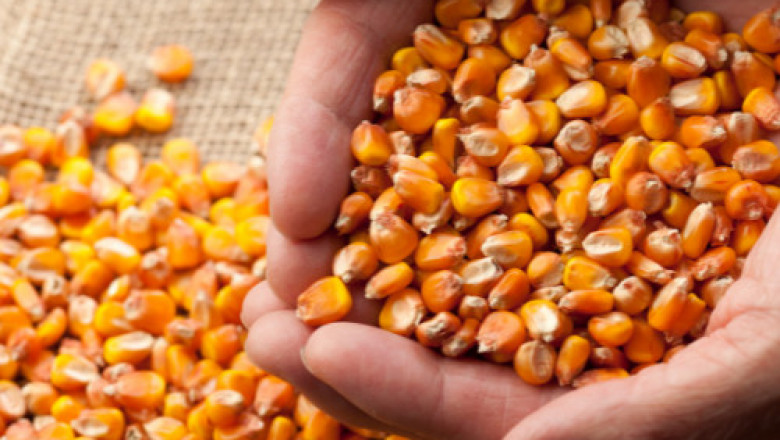 Maize (Corn)