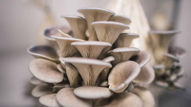 Oyster Mushroom Farming Market Analysis Experts Review Report To 2033