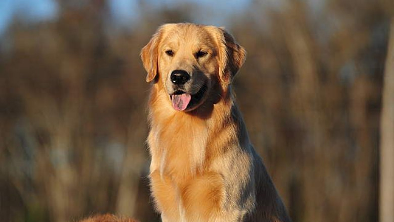 Where to Find Champion Bred Golden Retrievers in Indiana, Midwest, and Florida