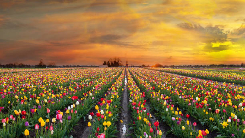 Wooden Shoe Tulip Festival OR