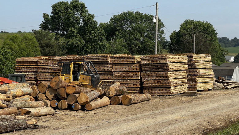 The Timber Seller’s Roadmap: Turning Trees Into Financial Gain 🌲