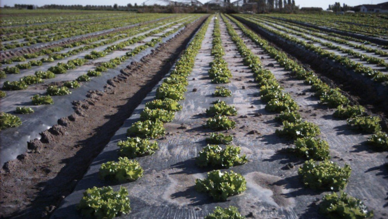 Biodegradable Mulch Film Market Growth, Size by 2025-2033