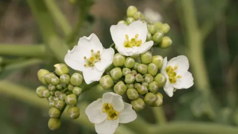 Crambe Abyssinica Seed Oil Market Forecast: Sustainable Growth Driven by Natural Products and Industrial Demand Expansion