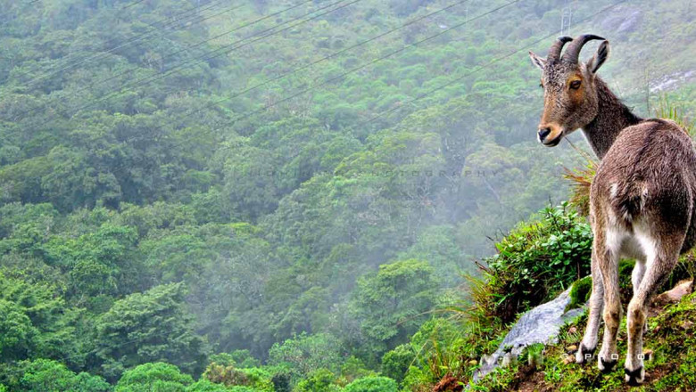 Discover the Wild Beauty of Eravikulam National Park Munnar