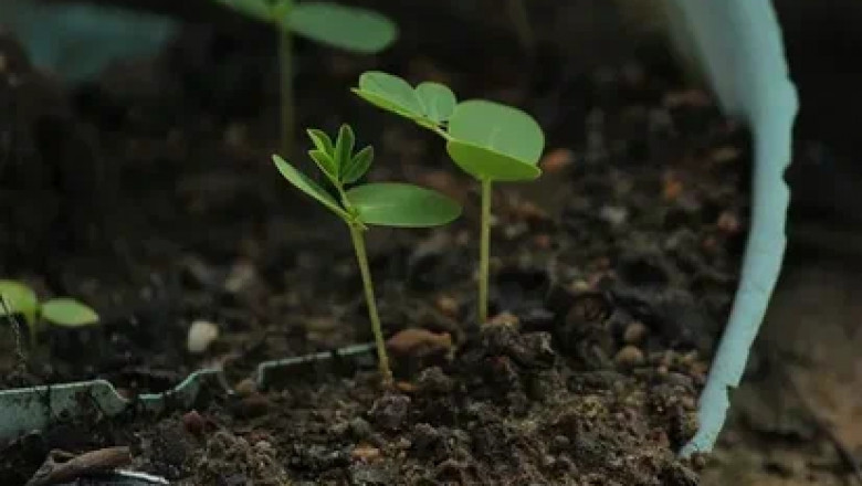 Plant Growth Regulators Market regional analysis shows Asia-Pacific leading with rapid agricultural advancements