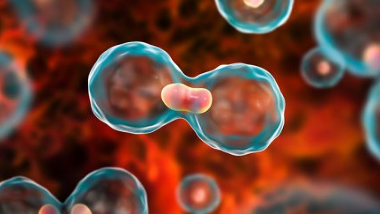 Top Oncologist in Bangalore for Liver Cancer Treatment