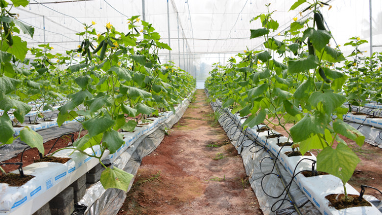 Soilless Growing Medium Market Share Development Scenario To 2033