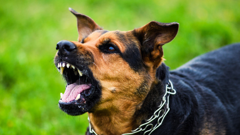 Aggressive Dog Training: Transform Your Dog’s Behavior with These Expert Tips