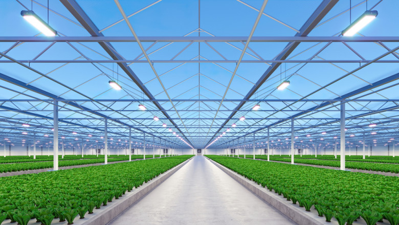 Best LED Grow Lights for Home Growers