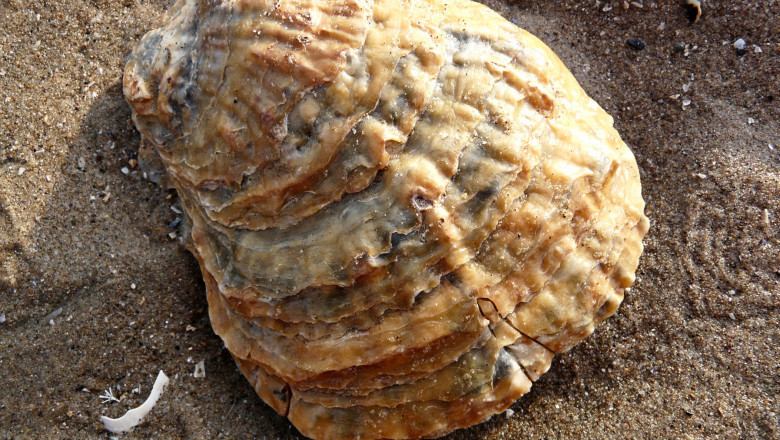 Oyster Shell Calcium Market Forecast: Projecting Growth Trajectories Through 2030