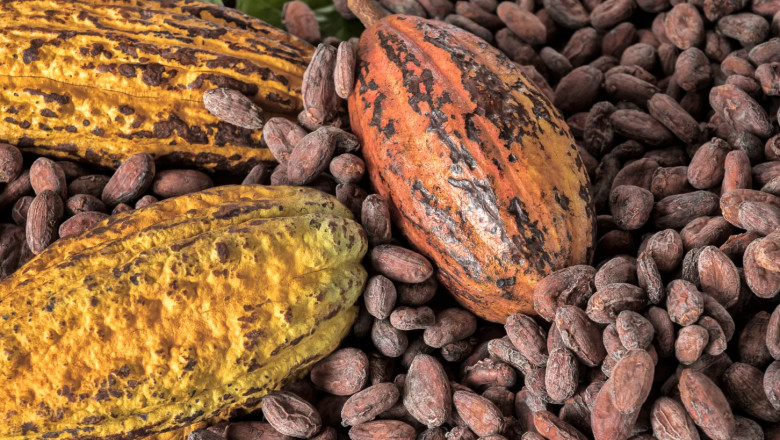 The Future of Chocolate: Exploring Cell-Cultivated Cocoa