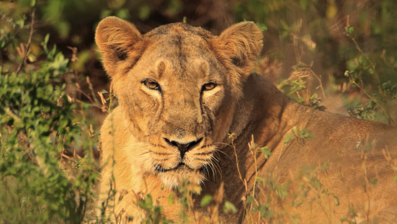 3 Top Things to Do in Gir with Kids