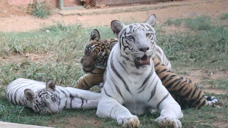 Explore the Wonders of Nandankanan Zoological Park Today