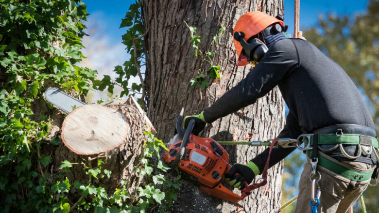 Keep Your Trees Healthy with Expert Tree Services in Sacramento