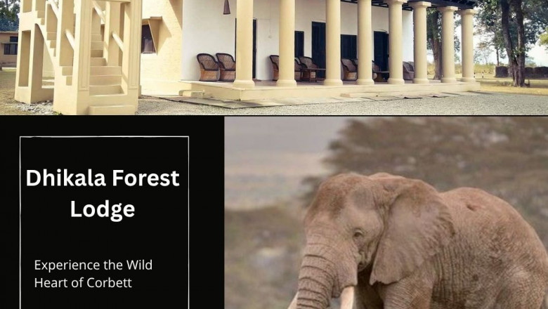 Discover Wilderness Like Never Before with Dhikala Tour Packages