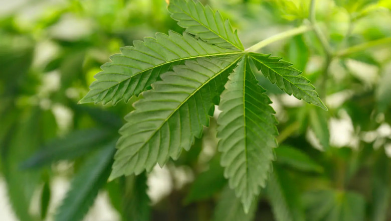 10-OH-HHC kaufen bei CBD-Hexe – Das neue Cannabinoid im Trendcheck
