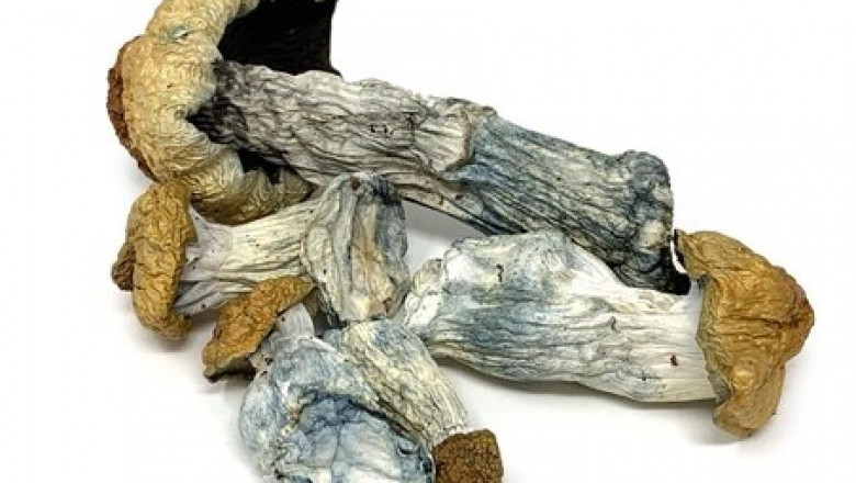 Buy magic mushrooms