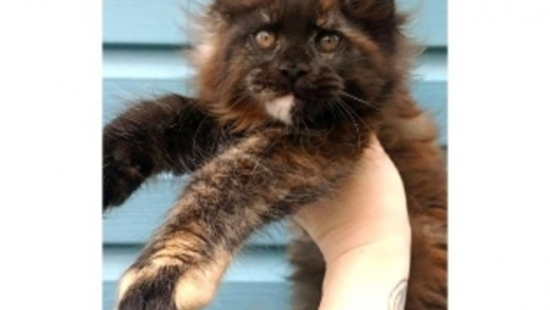 maine coon kittens for sale under $1000