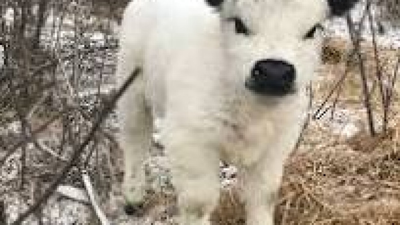 mini cows for sale