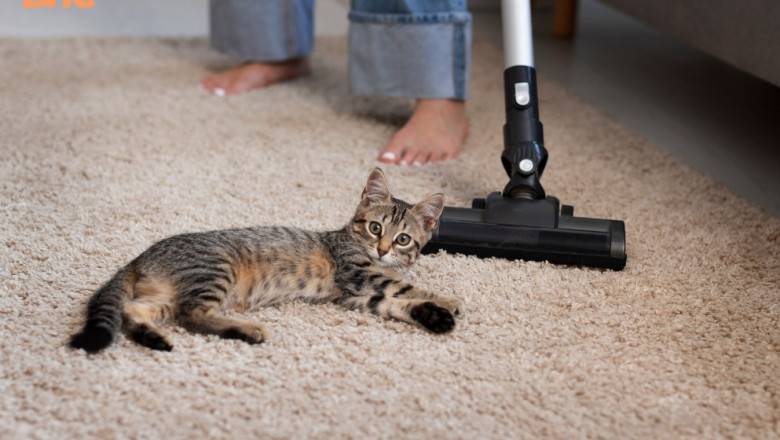 Cleaning with Pets: Maintaining a Fur-Free Home