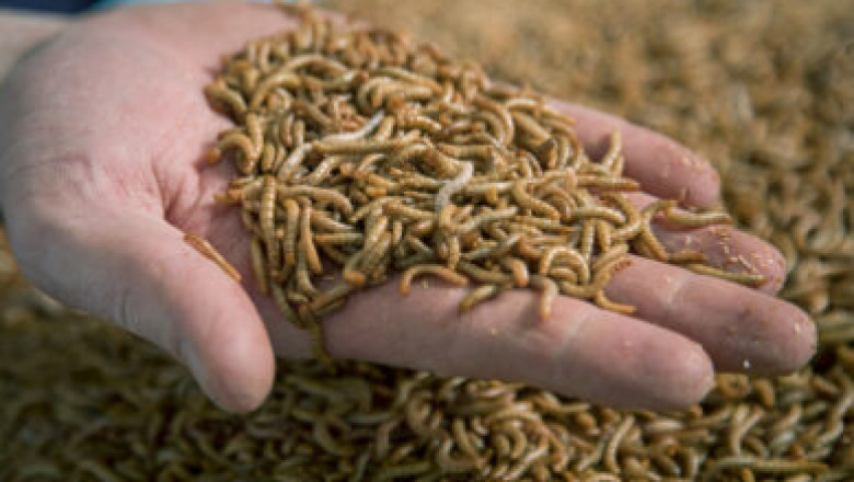 Insect Feed Market: Forecasting Growth Trajectories and Future Market Projections