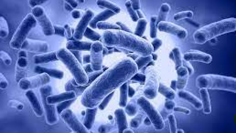 Microbial-derived Fibre Market Opportunities: Harnessing Sustainability for Growth