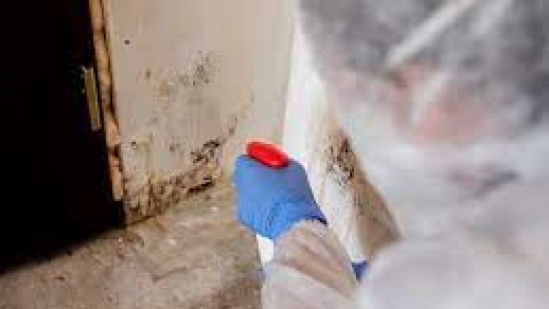 Mold Remediation in Santa Rosa: Expert Solutions for a Healthier Home