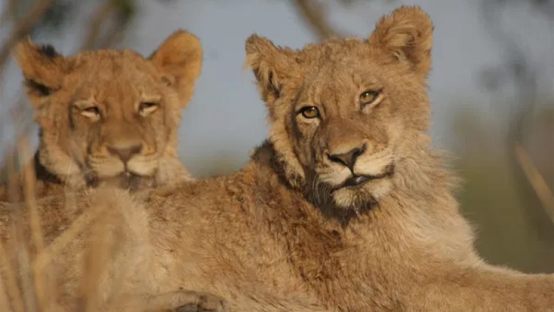 Mombasa Safari Tour Launches with Unbeatable Rates and Luxury Options