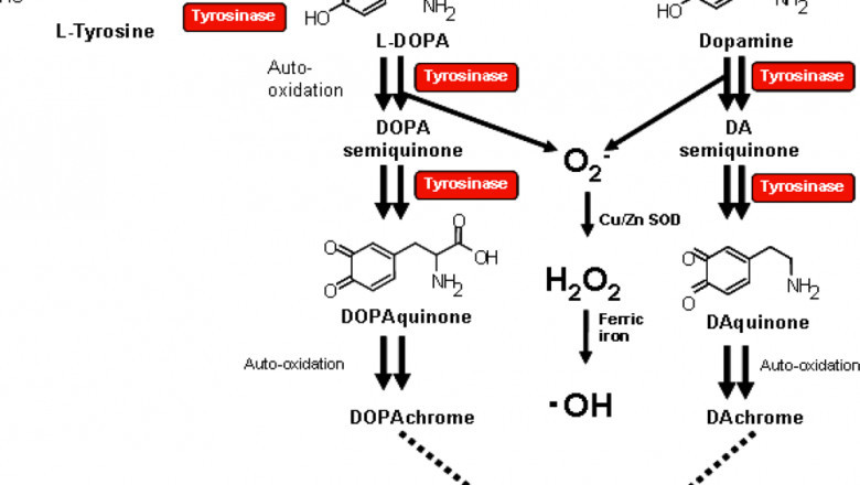 Tyrosinase Market Value Grow Exponentially To 2033