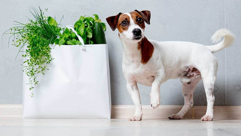 Vegan Dog Food Market Trends: Adoption of Eco-Friendly Pet Diets Transforming the Pet Food Industry