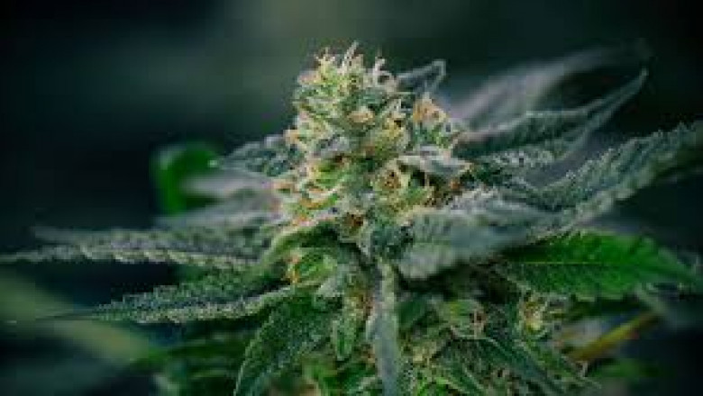 Weed Delivery in Kitchener: Convenient, Legal, and Growing in Popularity