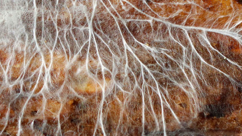 Mycelium Market Innovations: Cutting-Edge Uses You Didn’t Know About
